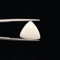 White Coral - 3245