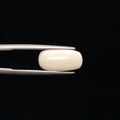White Coral - 3268