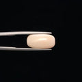 White Coral - 3246