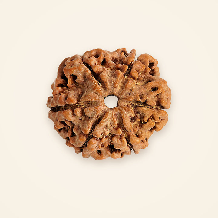6 Mukhi Rudraksha, front view on an ivory background