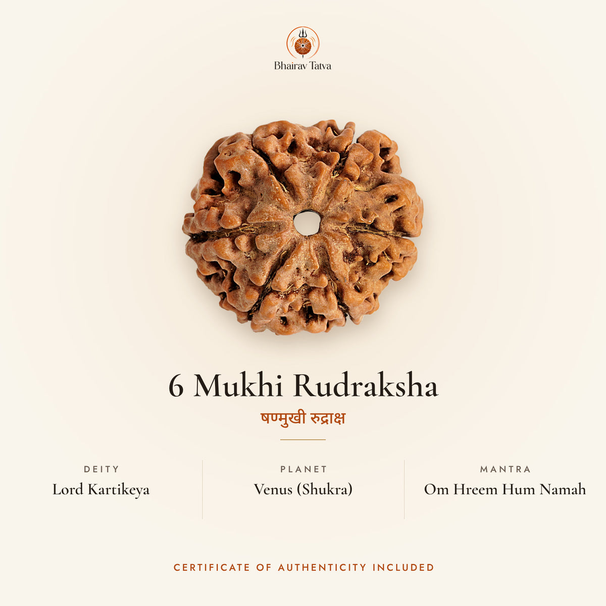 6 Mukhi Rudraksha: deity Lord Kartikeya, planet Venus (Shukra), mantra Om Hreem Hum Namah