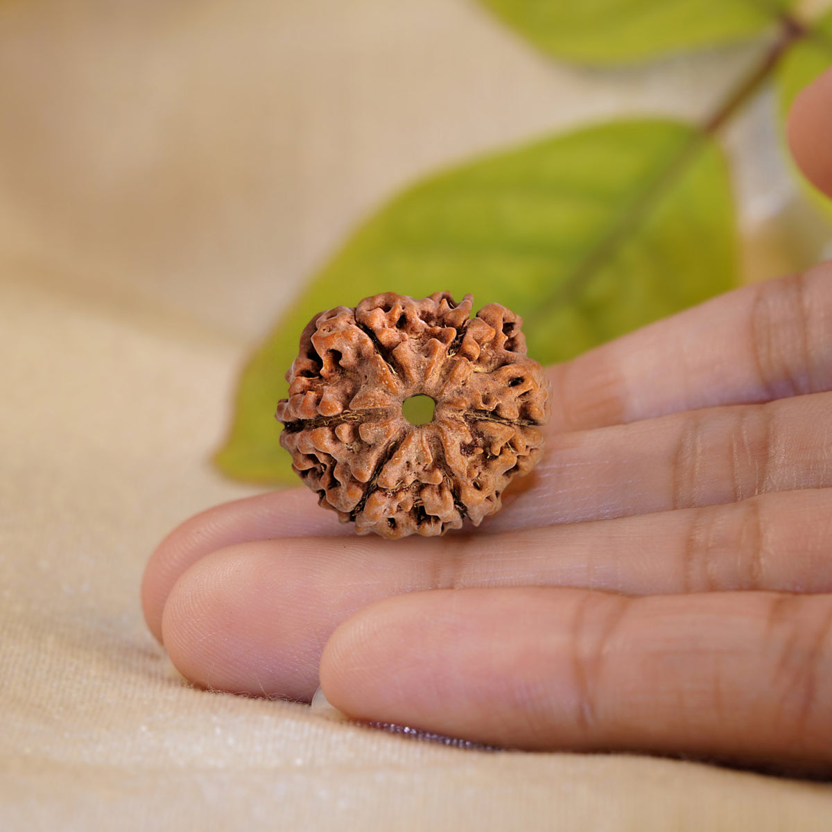 6 Mukhi Rudraksha held in the palm to show its size