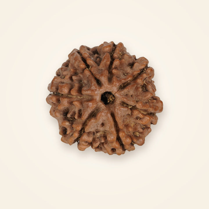 7 Mukhi Rudraksha, front view on an ivory background