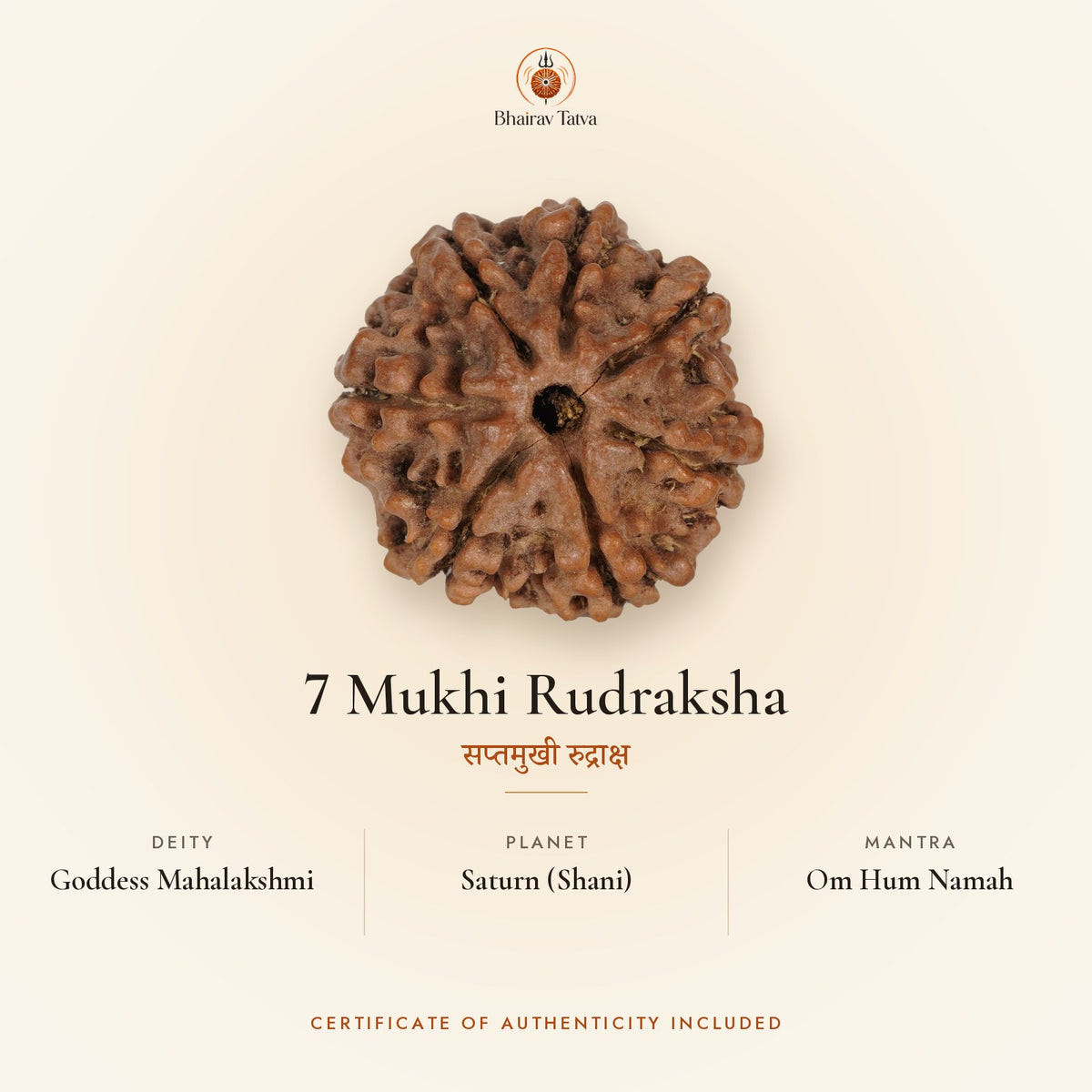 7 Mukhi Rudraksha: deity Goddess Mahalakshmi, planet Saturn (Shani), mantra Om Hum Namah