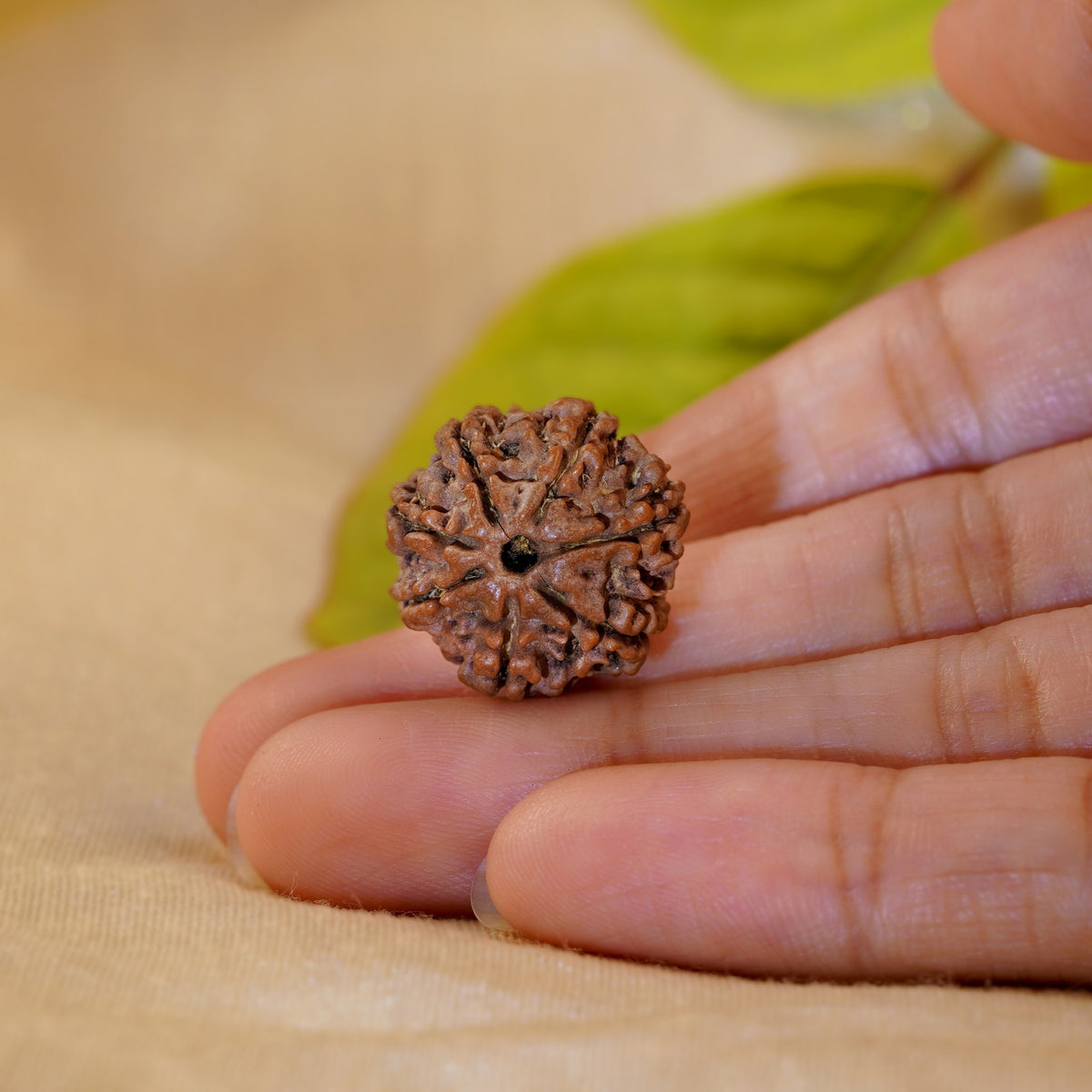 7 Mukhi Rudraksha held in the palm to show its size