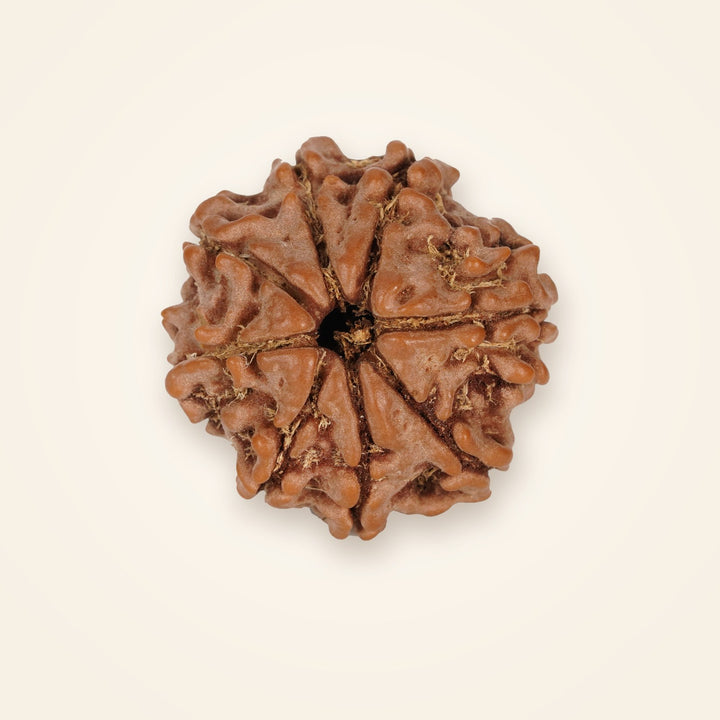 8 Mukhi Rudraksha, front view on an ivory background