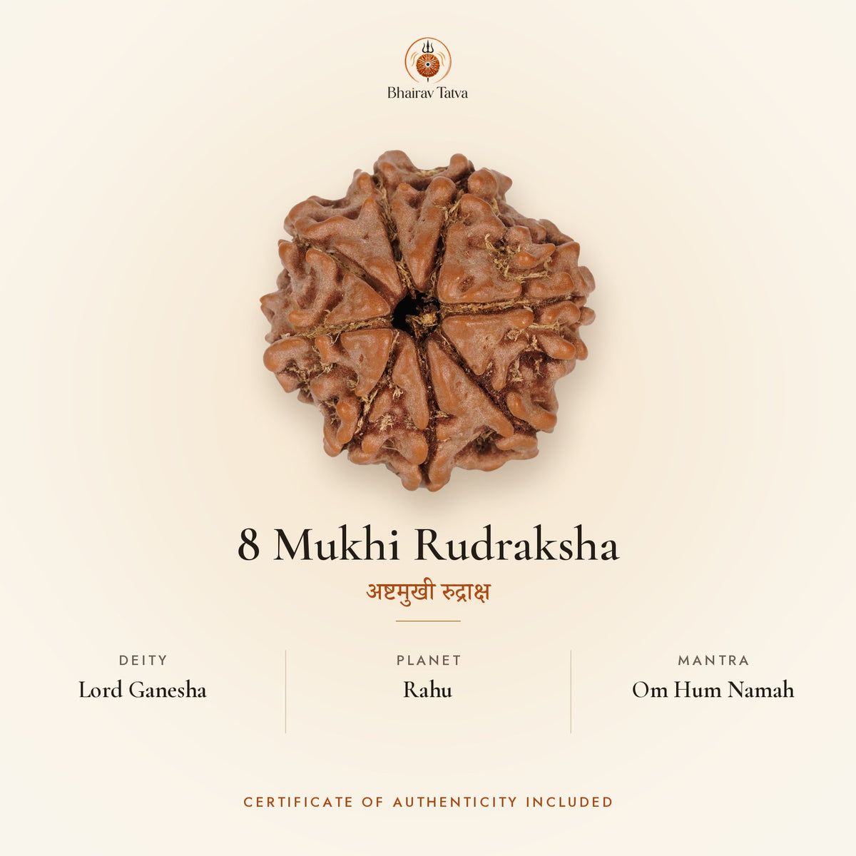 8 Mukhi Rudraksha: deity Lord Ganesha, planet Rahu, mantra Om Hum Namah