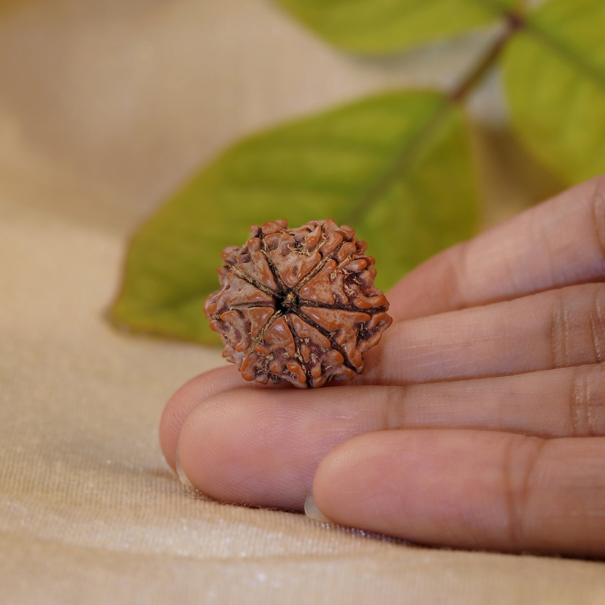 8 Mukhi Rudraksha held in the palm to show its size