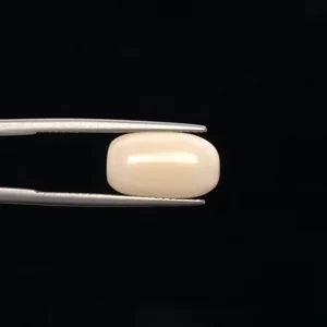 White Coral - 3253