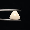 White Coral - 3235