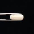 White Coral - 3272
