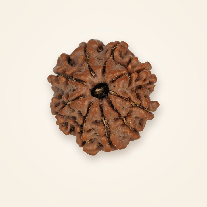9 Mukhi Rudraksha, front view on an ivory background