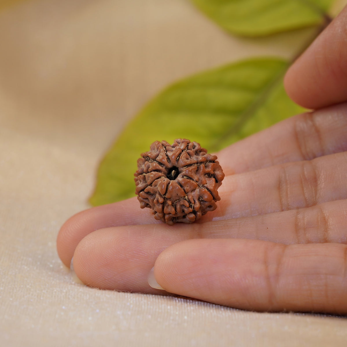 9 Mukhi Rudraksha held in the palm to show its size