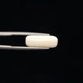White Coral - 3255