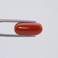 Red Coral - 3678