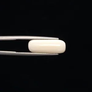 White Coral - 3262