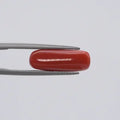 Red Coral - 1558