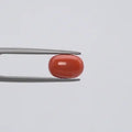 Red Coral - 1114