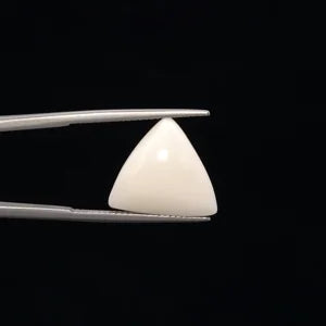 White Coral - 3244