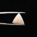 White Coral - 780
