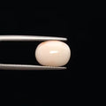 White Coral - 774