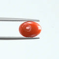 Red Coral - 1120