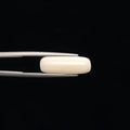 White Coral - 3258