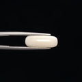 White Coral - 3263
